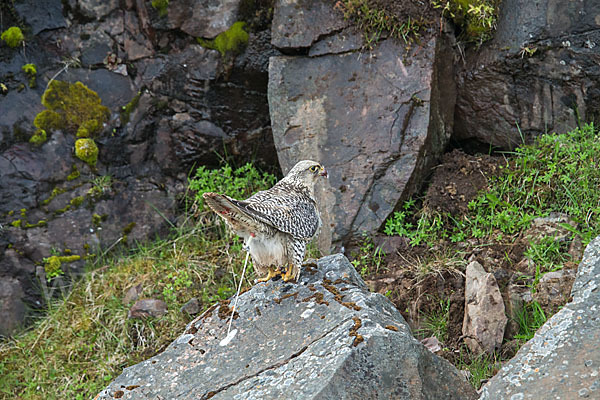 Gerfalke (Falco rusticolus)