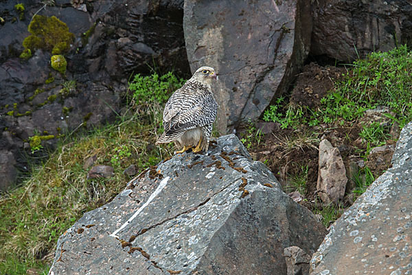 Gerfalke (Falco rusticolus)