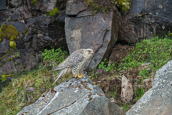 Gerfalke (Falco rusticolus)