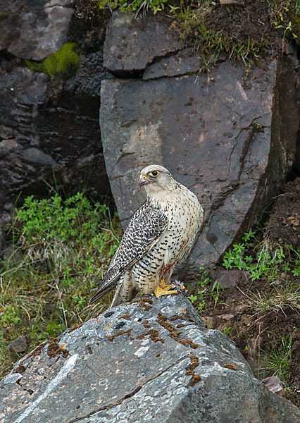 Gerfalke (Falco rusticolus)