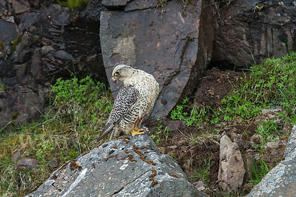 Gerfalke (Falco rusticolus)
