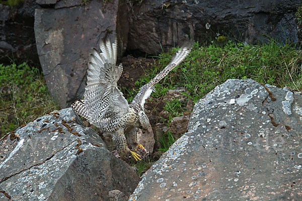 Gerfalke (Falco rusticolus)