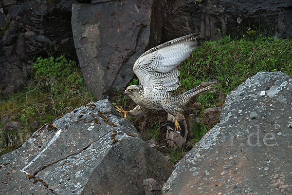 Gerfalke (Falco rusticolus)