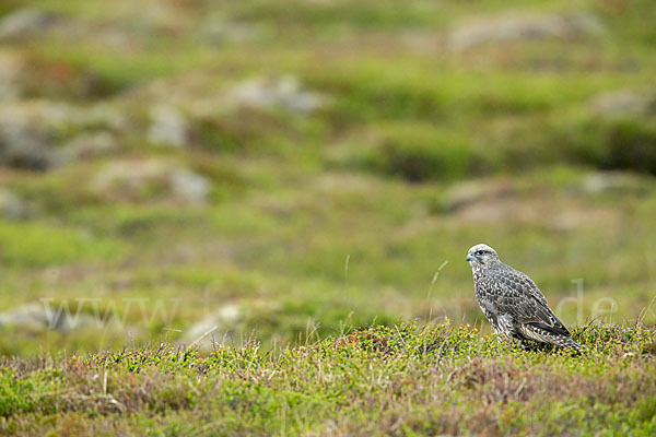 Gerfalke (Falco rusticolus)