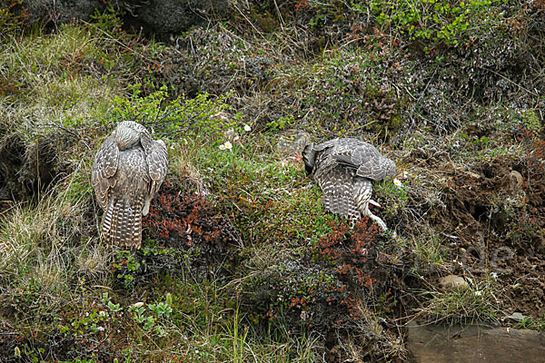 Gerfalke (Falco rusticolus)