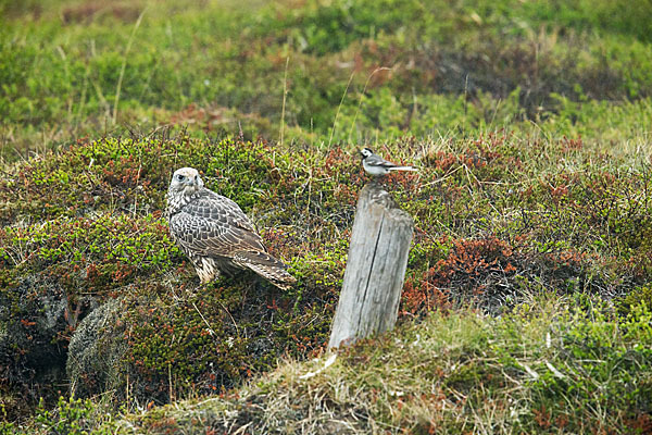 Gerfalke (Falco rusticolus)