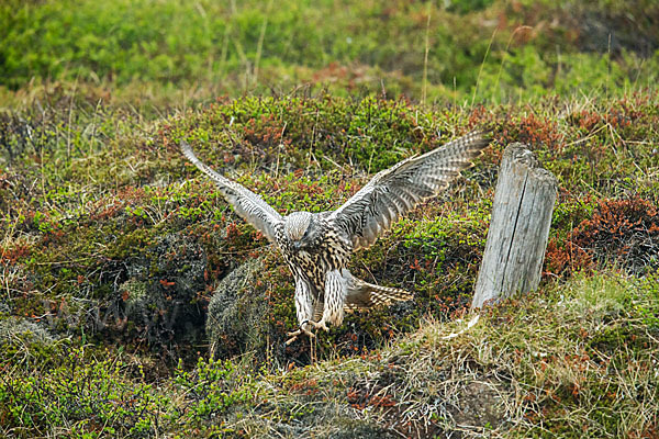 Gerfalke (Falco rusticolus)