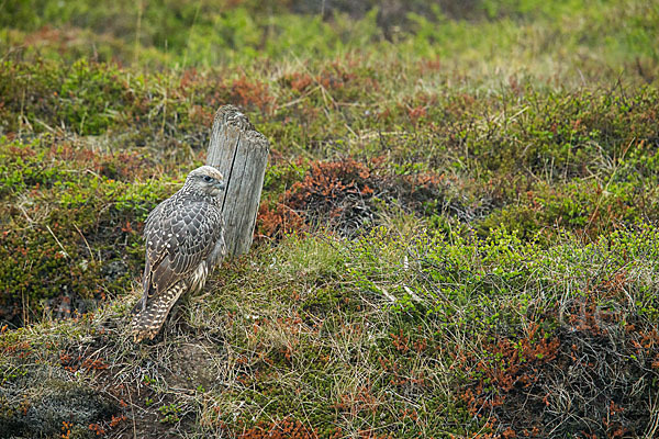 Gerfalke (Falco rusticolus)