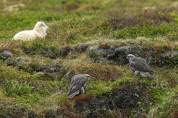 Gerfalke (Falco rusticolus)