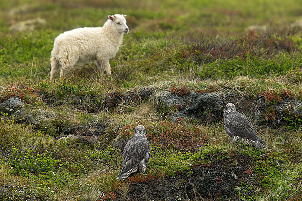 Gerfalke (Falco rusticolus)