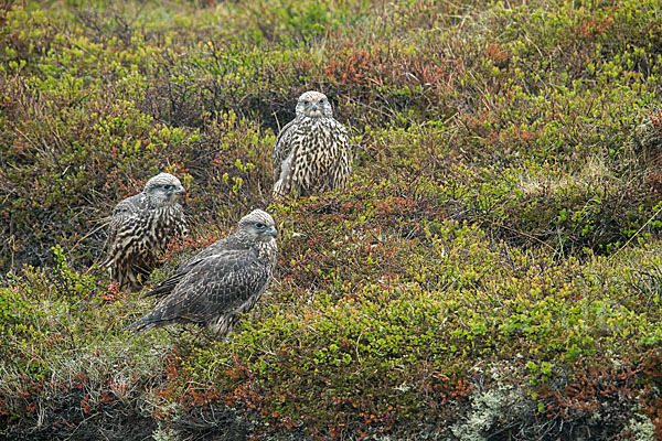 Gerfalke (Falco rusticolus)