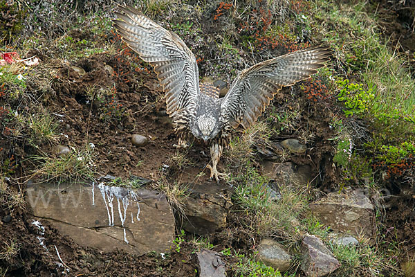 Gerfalke (Falco rusticolus)