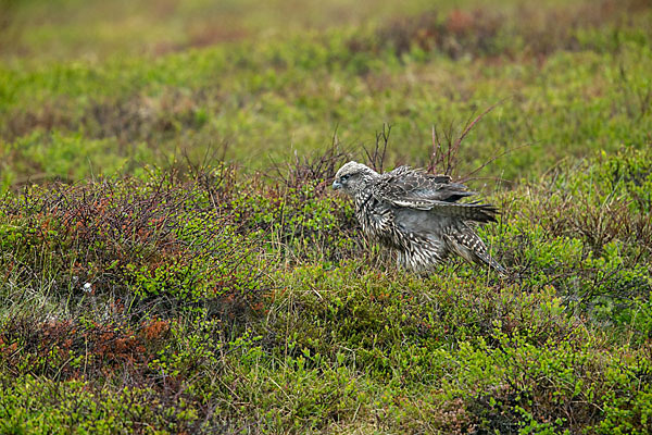 Gerfalke (Falco rusticolus)