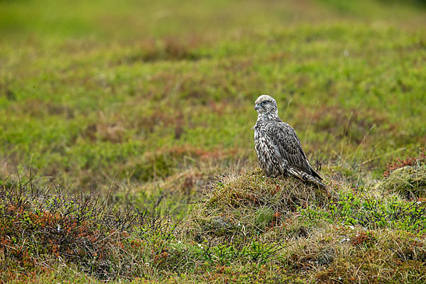 Gerfalke (Falco rusticolus)