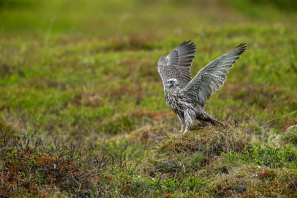 Gerfalke (Falco rusticolus)