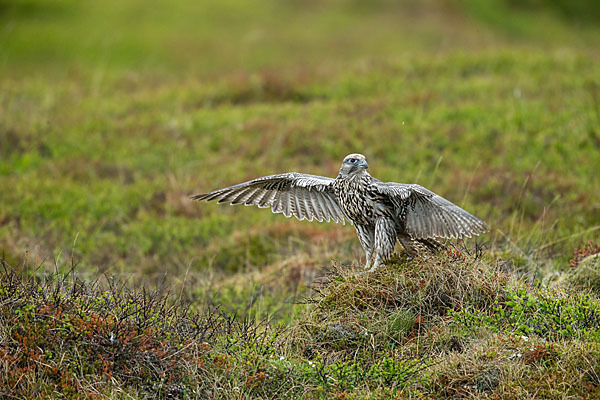 Gerfalke (Falco rusticolus)