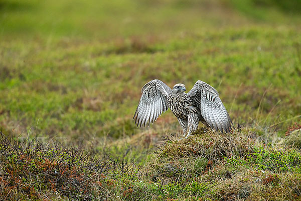 Gerfalke (Falco rusticolus)