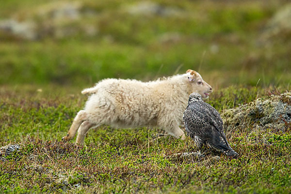 Gerfalke (Falco rusticolus)