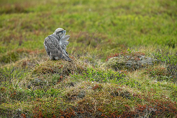 Gerfalke (Falco rusticolus)