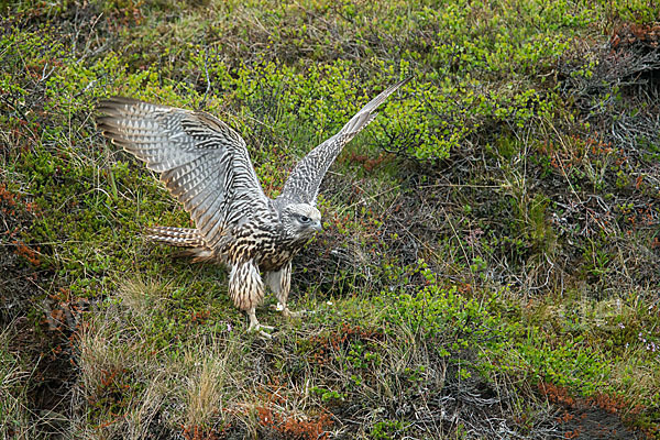 Gerfalke (Falco rusticolus)