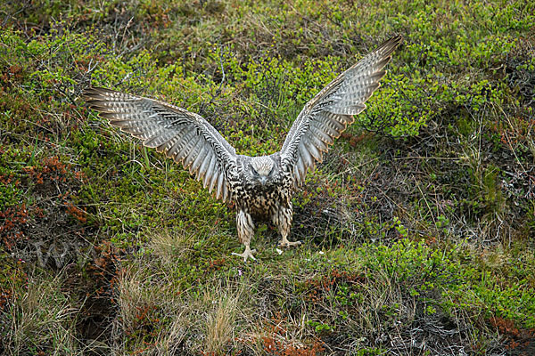 Gerfalke (Falco rusticolus)