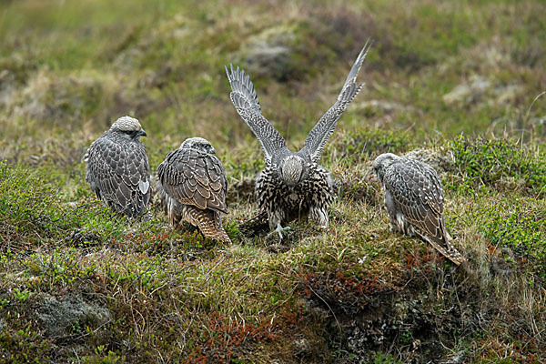 Gerfalke (Falco rusticolus)