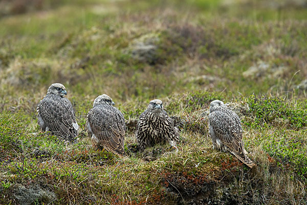 Gerfalke (Falco rusticolus)