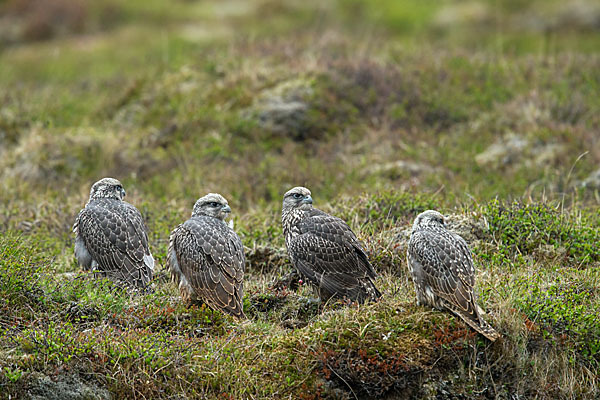 Gerfalke (Falco rusticolus)