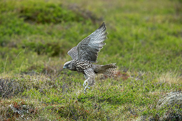 Gerfalke (Falco rusticolus)