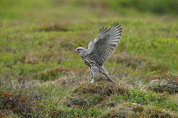 Gerfalke (Falco rusticolus)