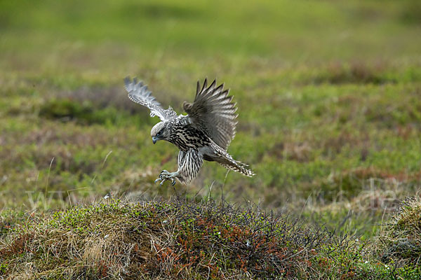 Gerfalke (Falco rusticolus)