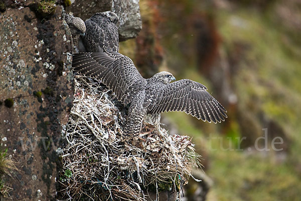 Gerfalke (Falco rusticolus)