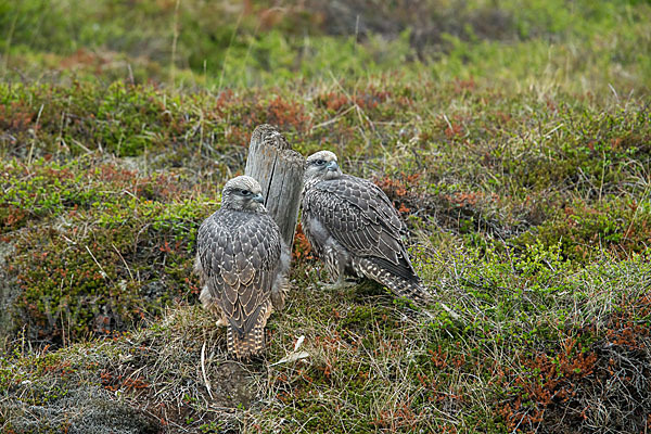 Gerfalke (Falco rusticolus)