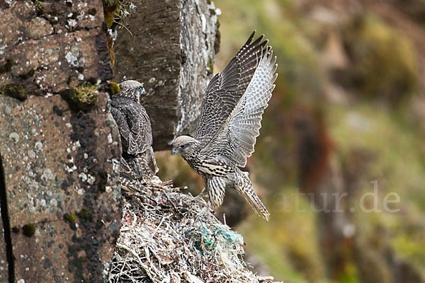 Gerfalke (Falco rusticolus)