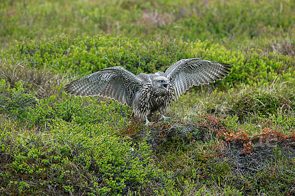 Gerfalke (Falco rusticolus)