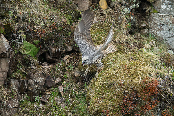 Gerfalke (Falco rusticolus)