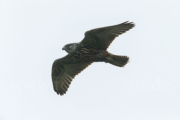 Gerfalke (Falco rusticolus)