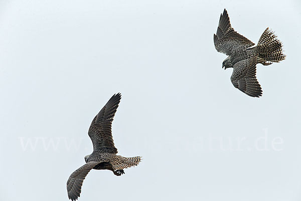 Gerfalke (Falco rusticolus)