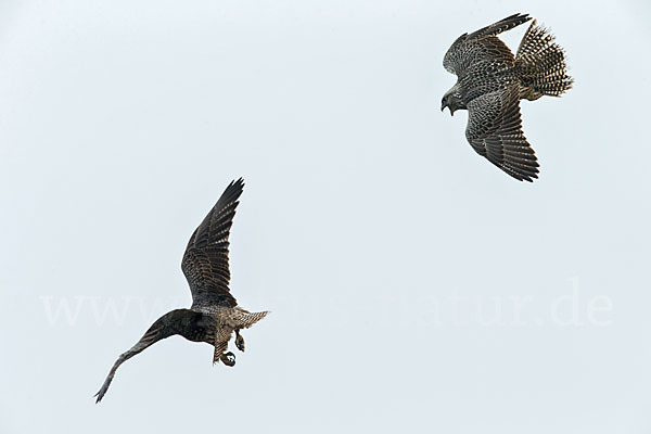 Gerfalke (Falco rusticolus)