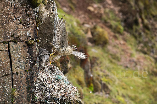 Gerfalke (Falco rusticolus)