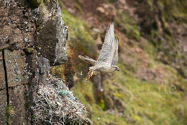 Gerfalke (Falco rusticolus)