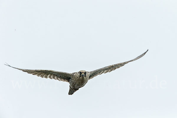 Gerfalke (Falco rusticolus)