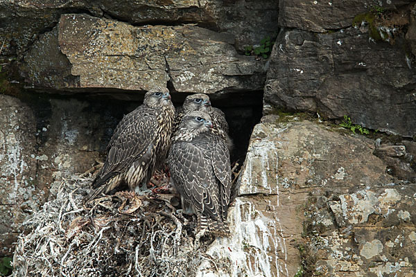 Gerfalke (Falco rusticolus)