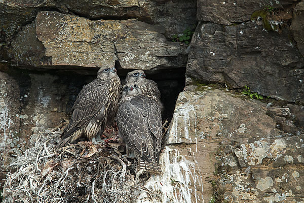 Gerfalke (Falco rusticolus)