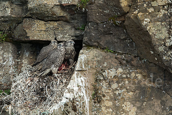 Gerfalke (Falco rusticolus)