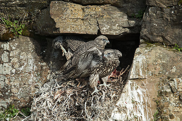 Gerfalke (Falco rusticolus)