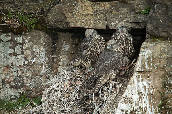 Gerfalke (Falco rusticolus)