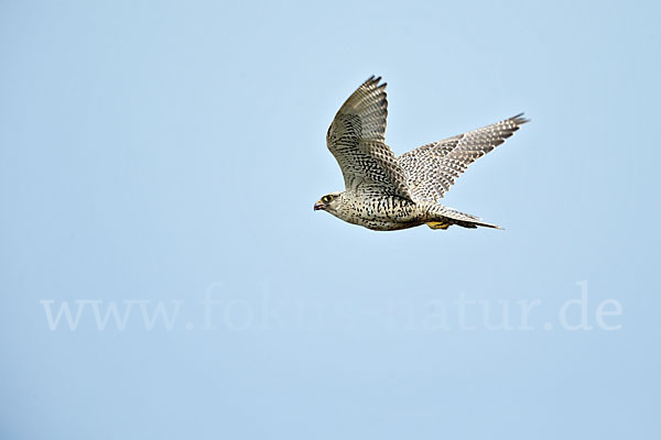 Gerfalke (Falco rusticolus)