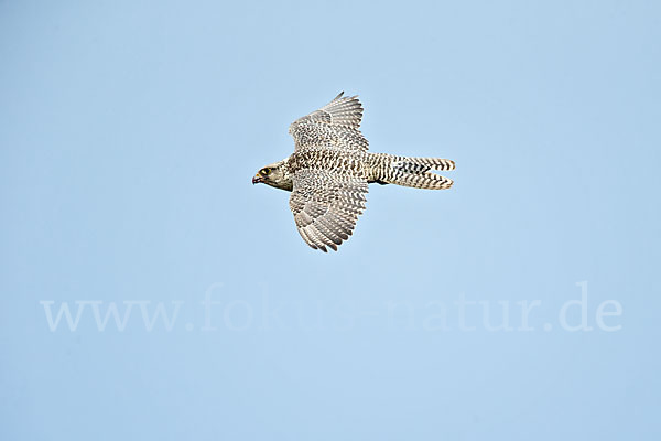 Gerfalke (Falco rusticolus)