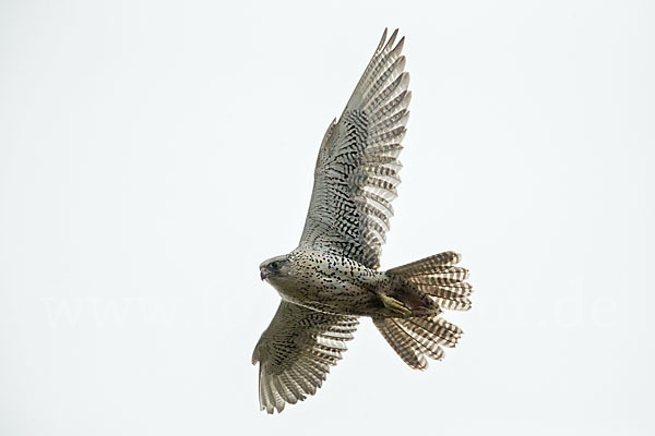 Gerfalke (Falco rusticolus)